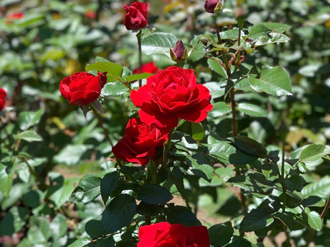 Raleigh Little Theatre Rose Garden景点图片