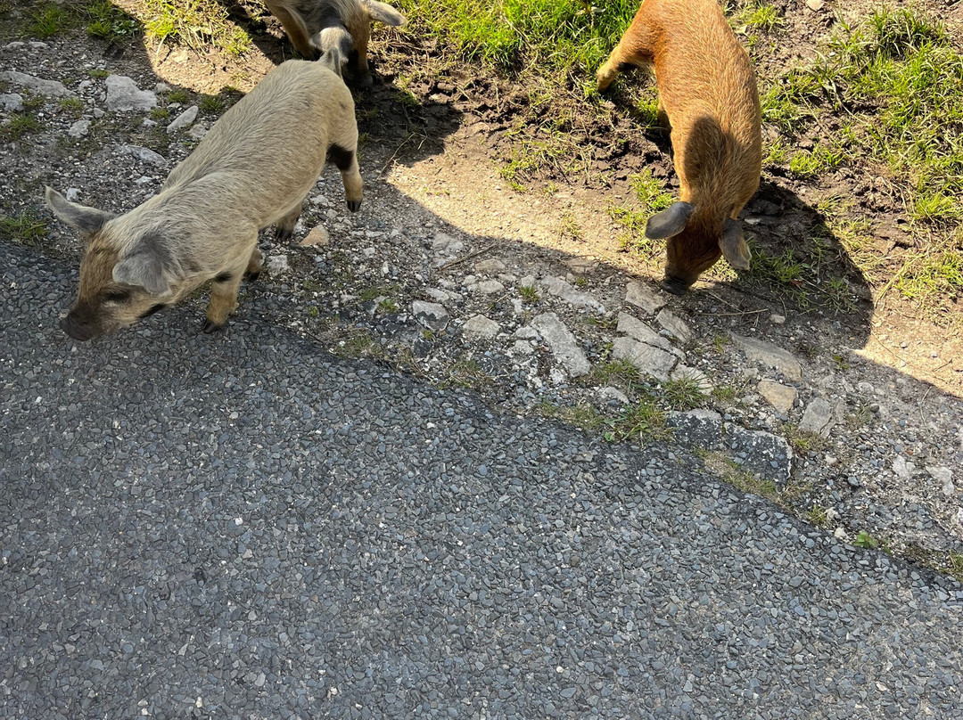 Purbeck Safari景点图片