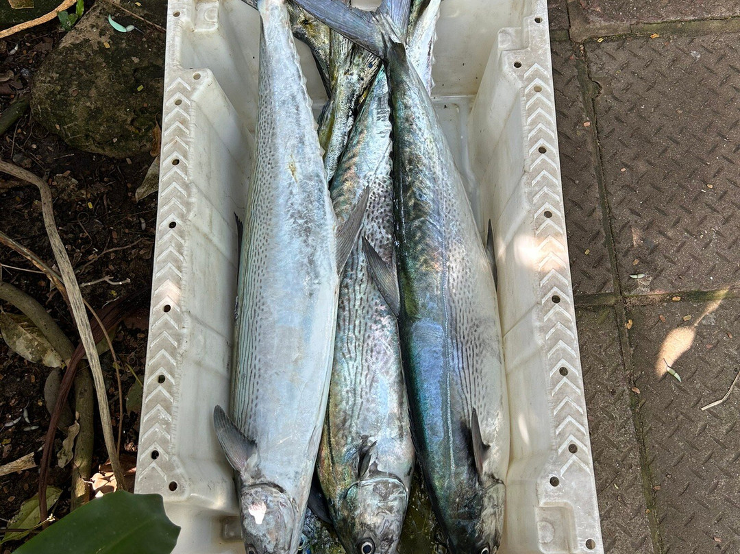 Maverick Fishing Charters景点图片