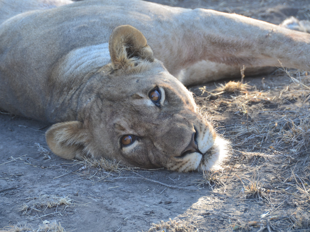 Cashan Africa Tours & Safaris景点图片