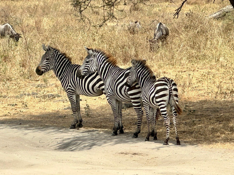 Amet Adventures-塞伦盖蒂国家公园必去景点