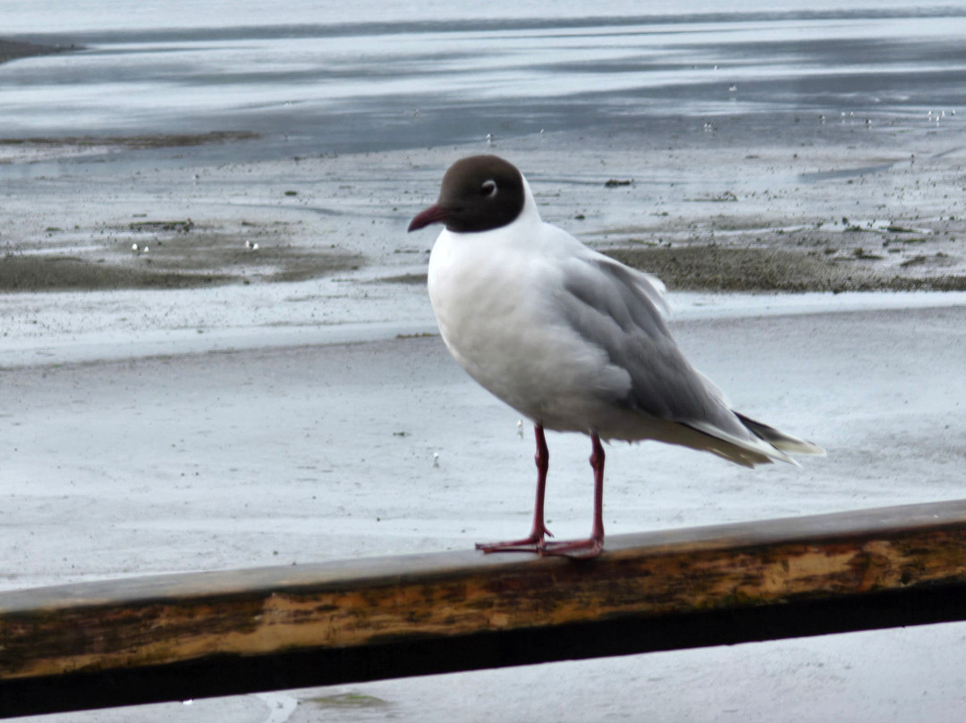 Hotel & Restaurant Palafito 1326主图