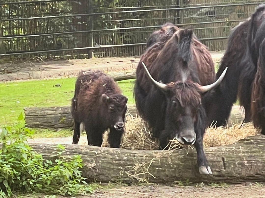 Allwetterzoo Munster景点图片