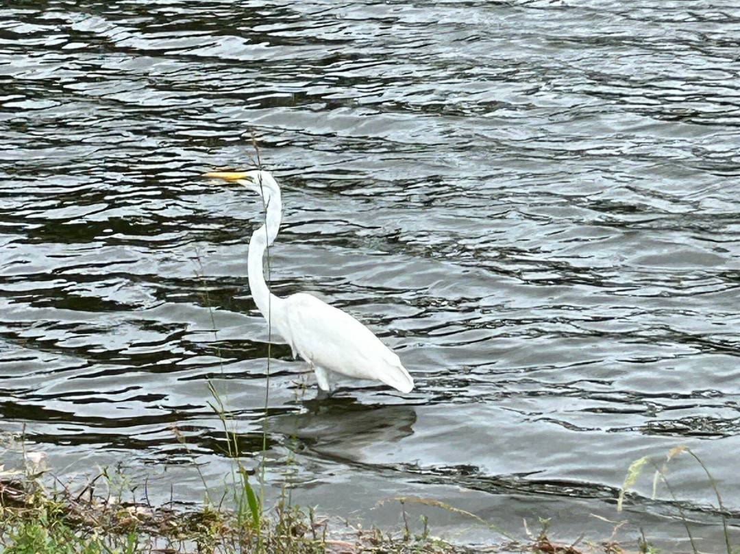 George Fazio Golf Course-希尔顿头岛必去景点