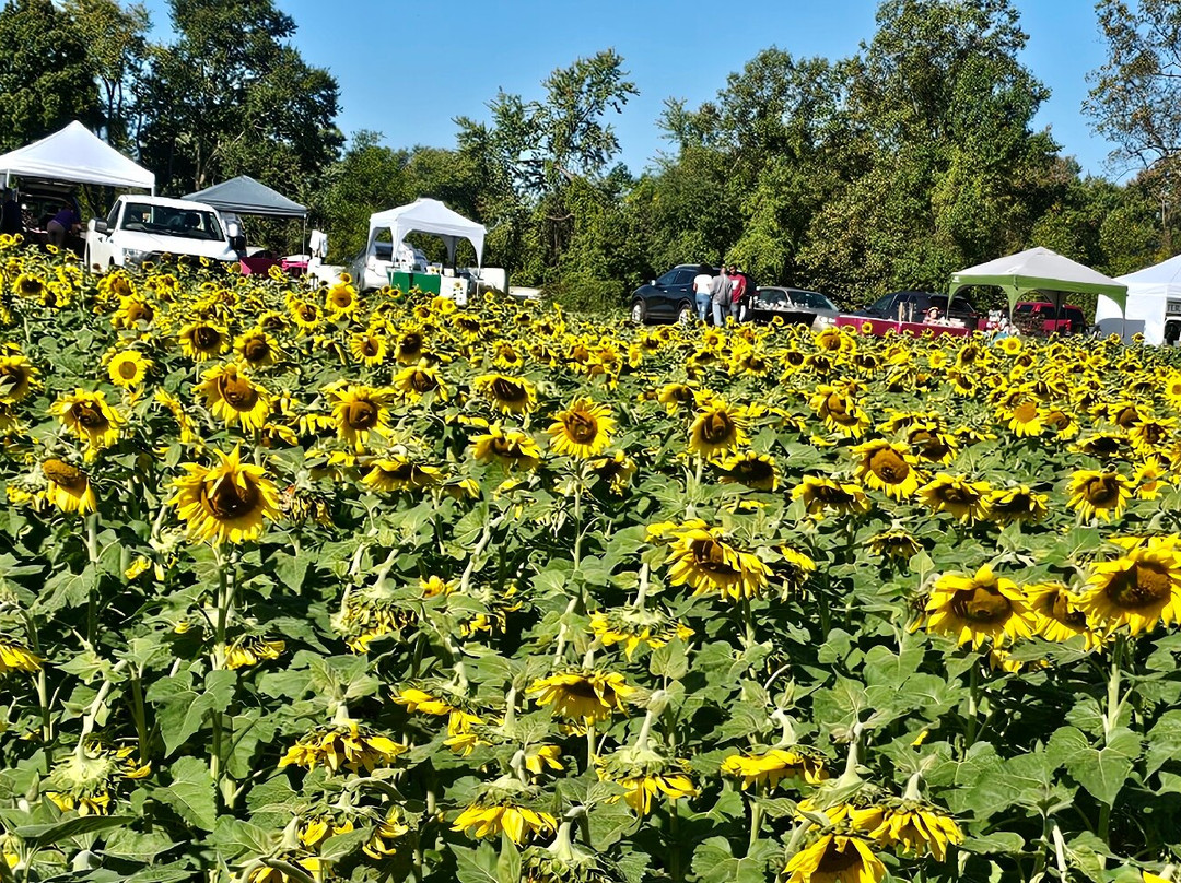 Sunflowers in Jarrettsville景点图片