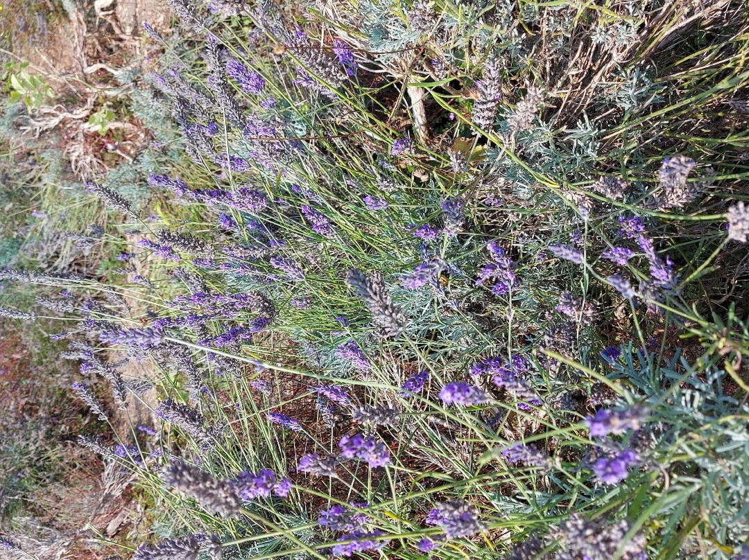 Hitchin Lavender景点图片