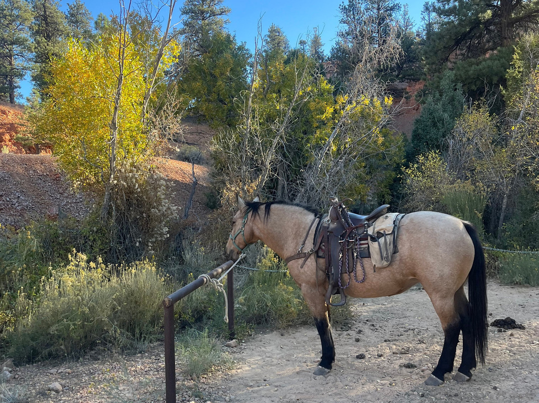 布莱斯峡谷松树酒店主图