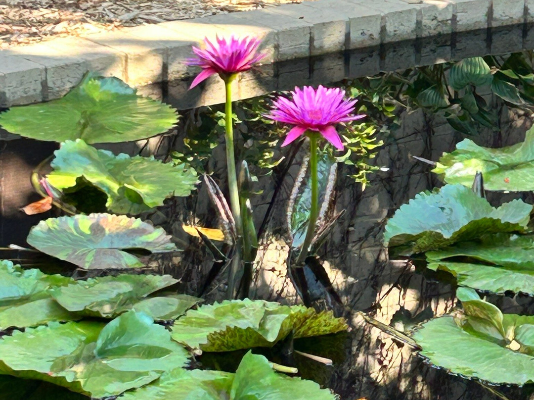 Botanica: The Wichita Gardens-威奇托必去景点