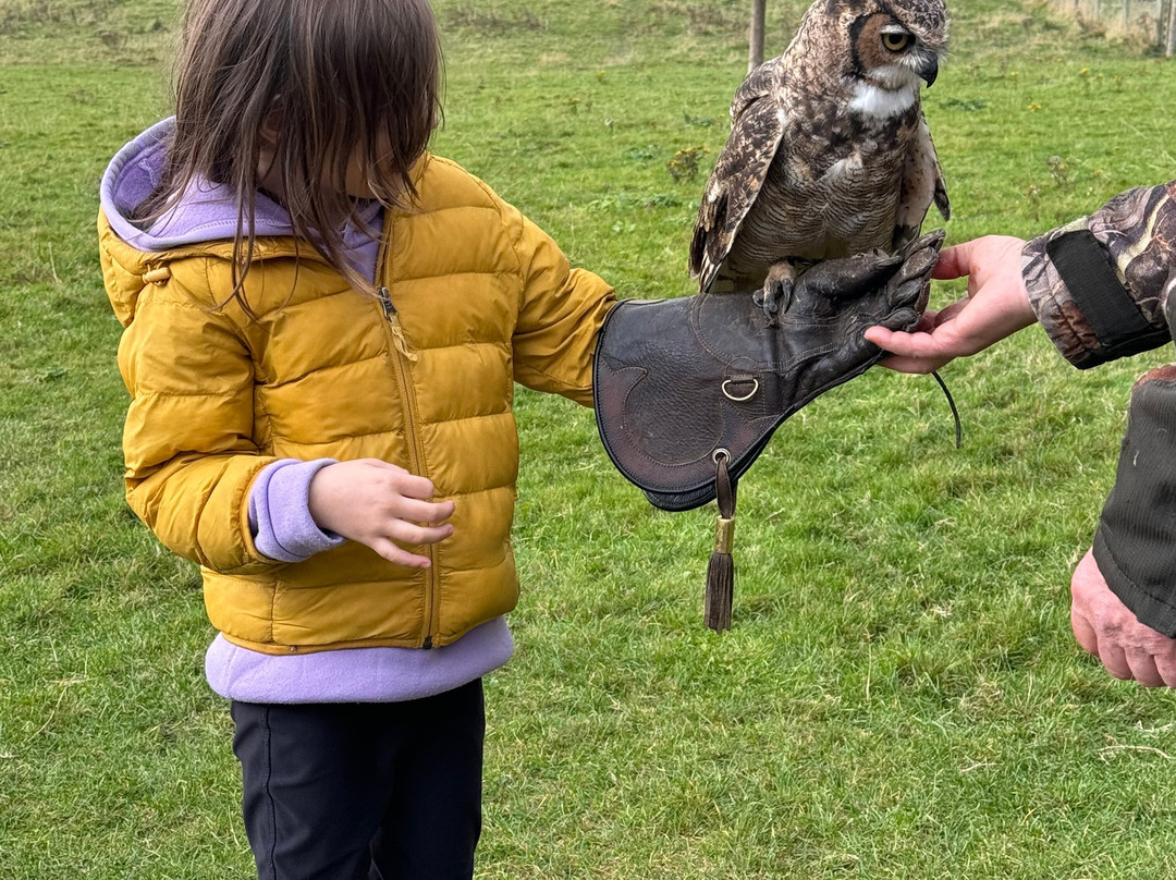 North East Falconry Centre景点图片