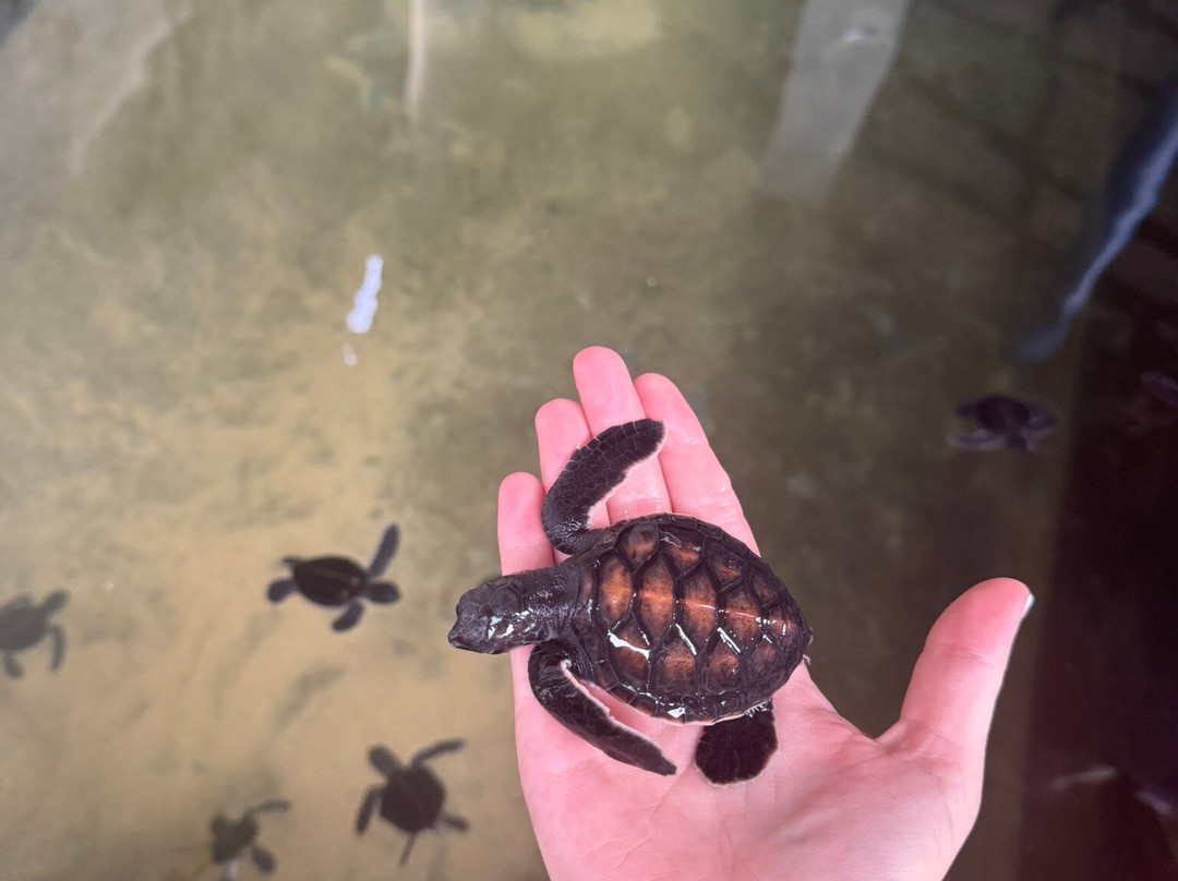 Indigo Lanka Travels-Aluthgama必去景点