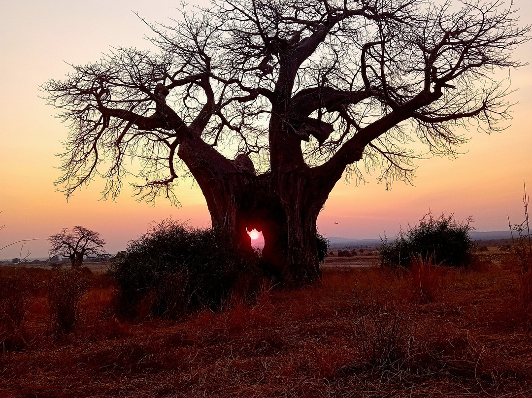 Safari Fleva-Dar es Salaam必去景点