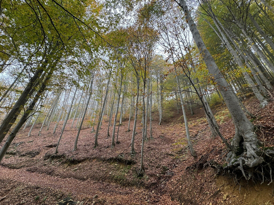 La Foresta di Faggi della Barbottina景点图片