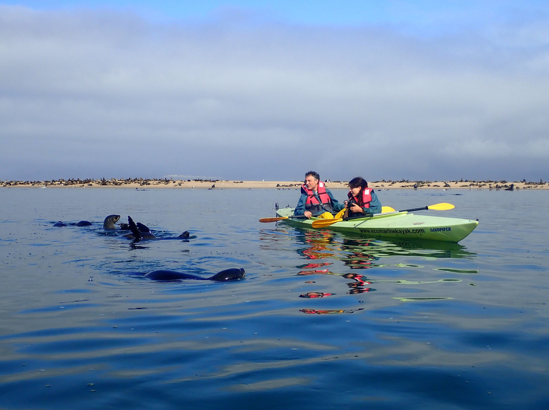 Eco Marine Kayak Tours-华维斯湾必去景点