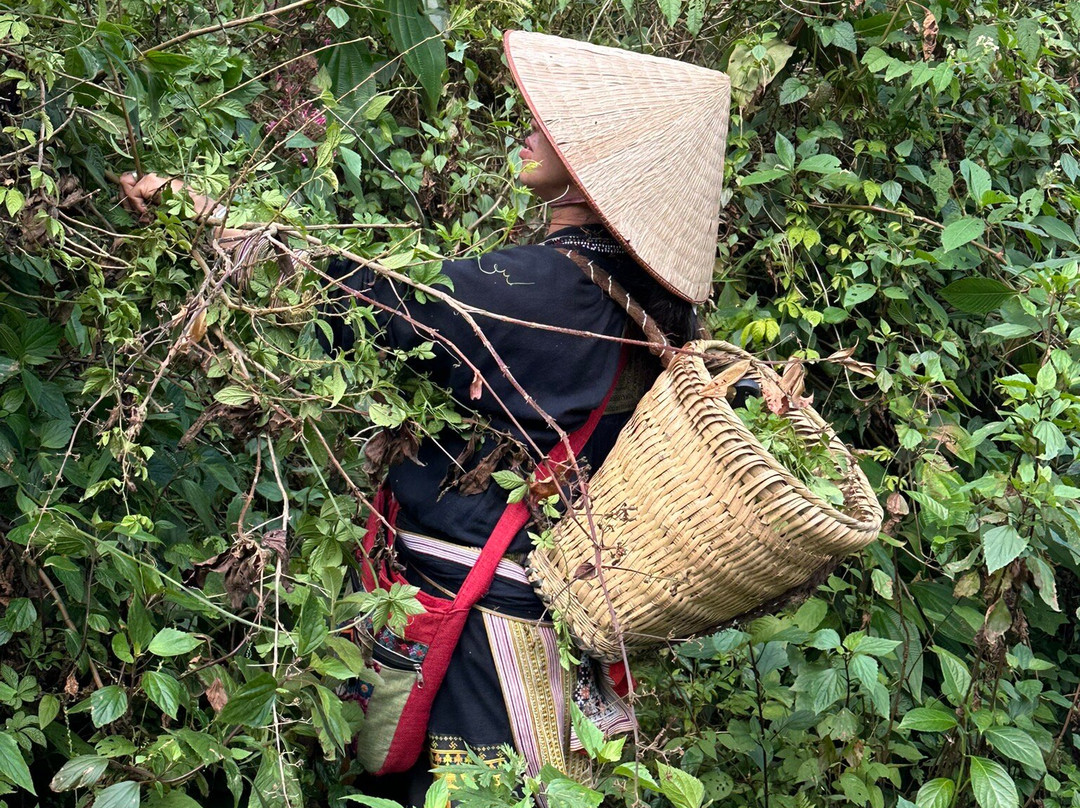 Sapa Tours With Pham景点图片