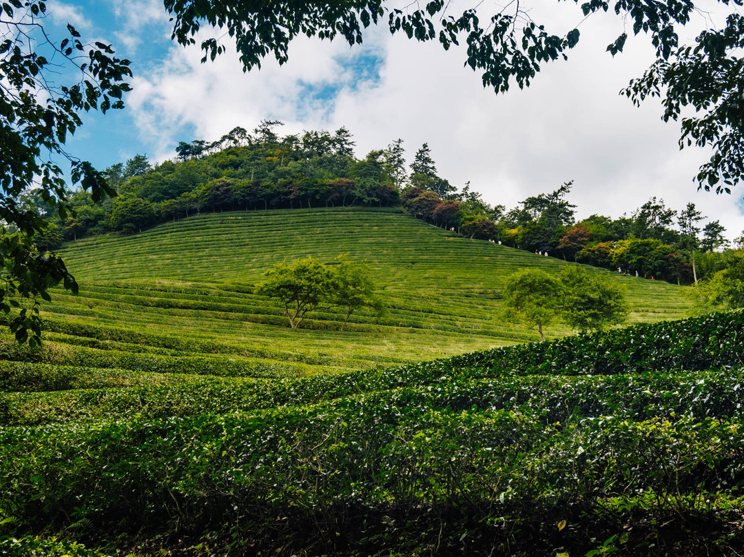 Boseong Green Tea Field Daehan Dawon-宝城郡必去景点