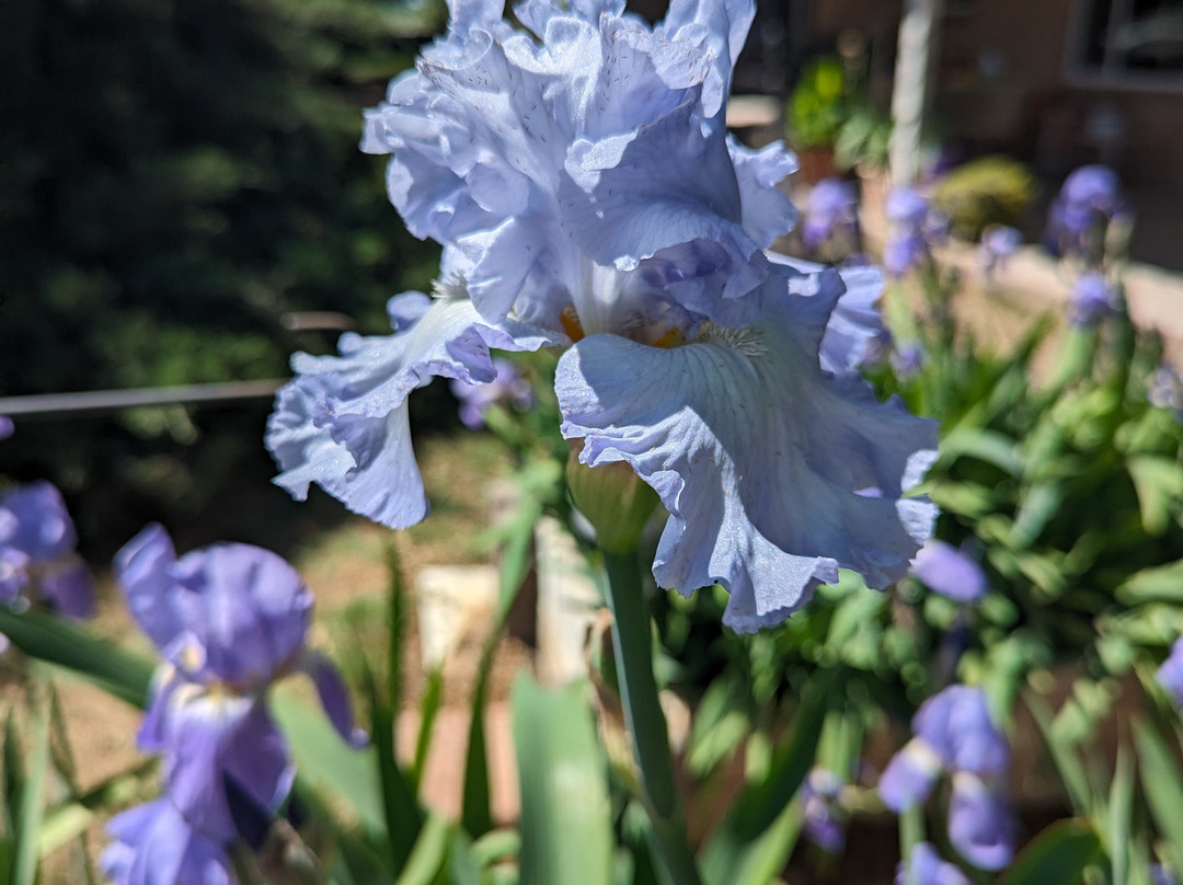 Hondo Iris Farm and Gallery-Hondo必去景点