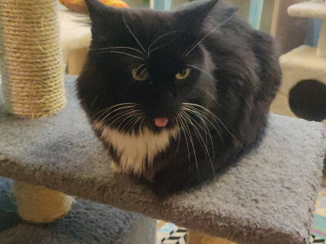 Cat Museum-明斯克必去景点