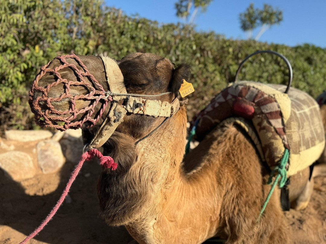 Visita Por Marruecos-丹吉尔必去景点