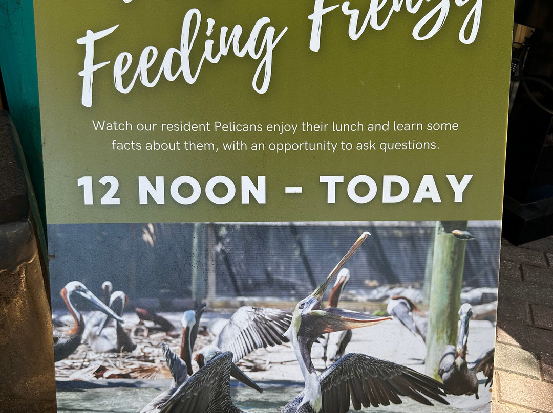 Save Our Seabirds-萨拉索塔必去景点