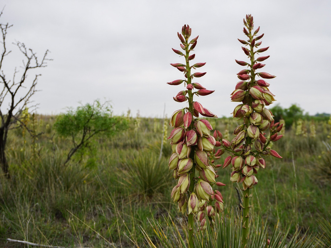 Wildcat Bluff Discovery Center-阿马里洛必去景点