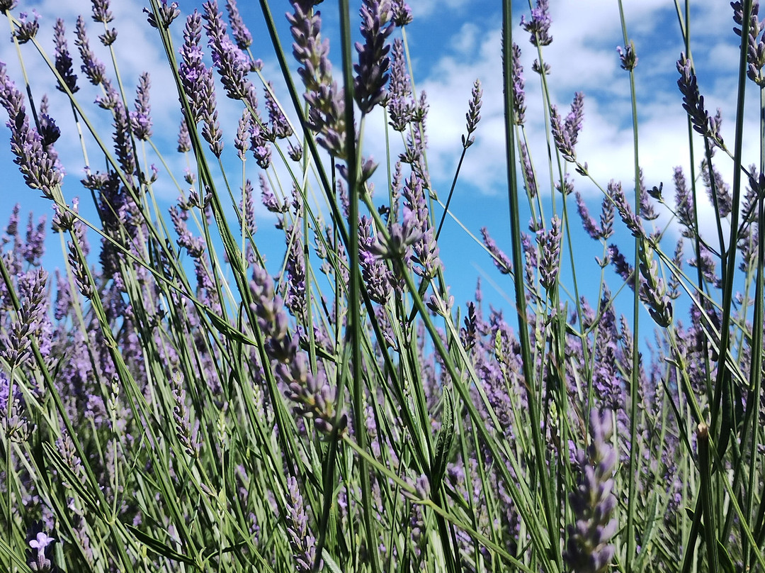 Waihi Lavender Farm景点图片