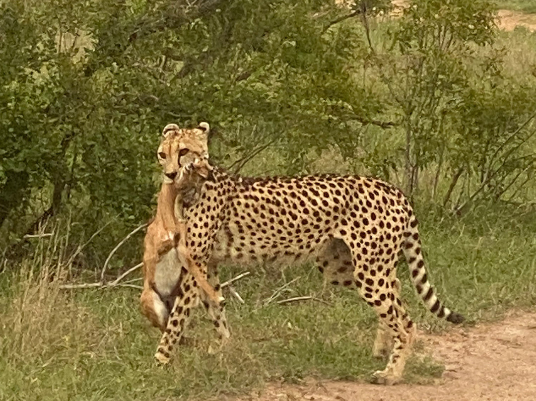 African Safari Guru-开普敦中心区必去景点