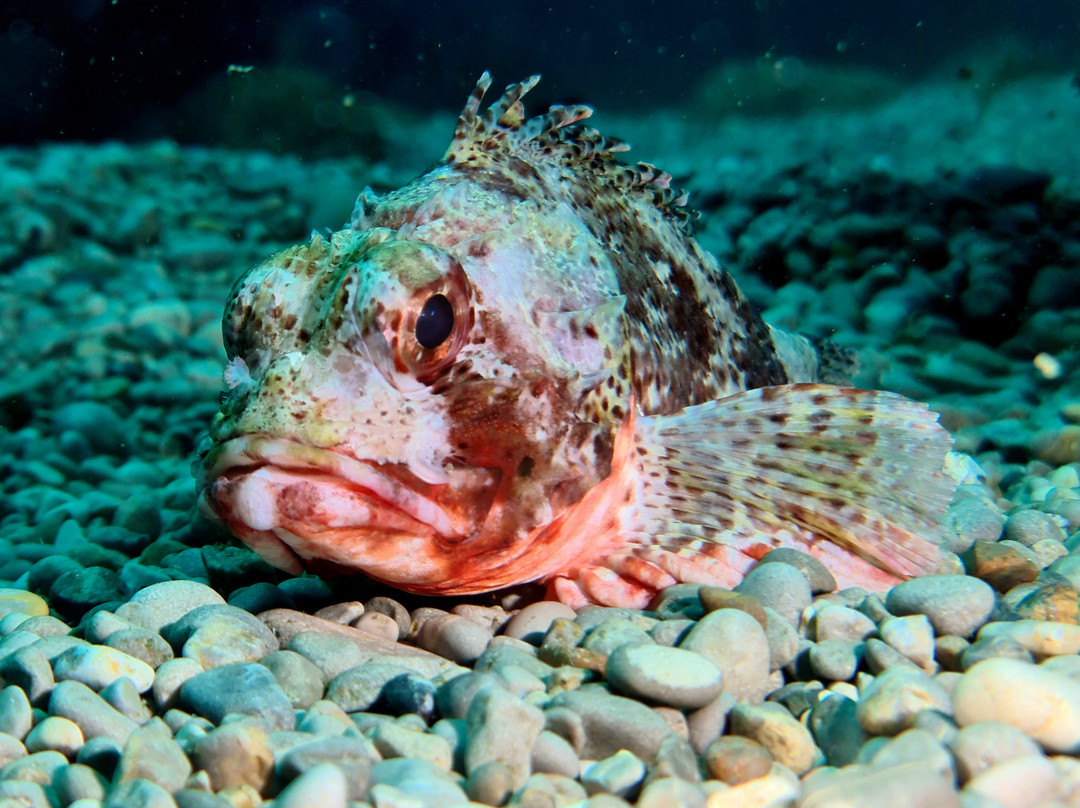 Mega Dive - Actividades Turisticas-塞新布拉必去景点