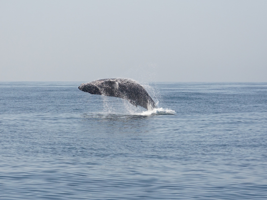 Aloha Trimaran-马萨特兰必去景点