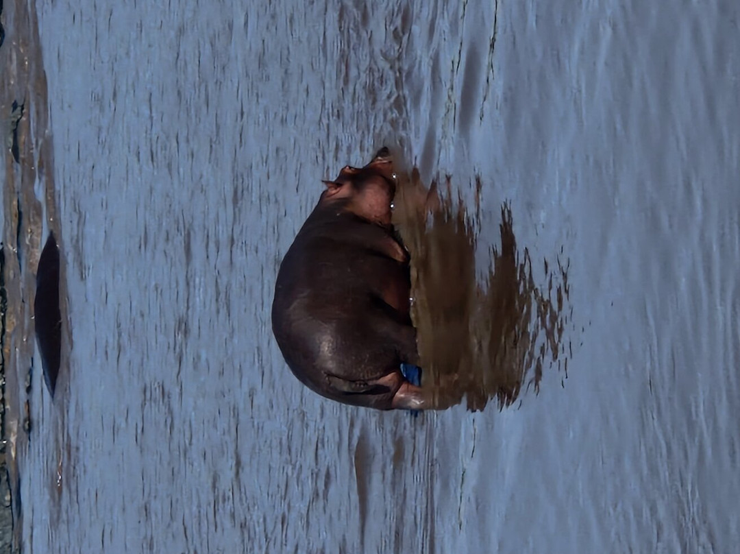 Serengeti Hippo Pool-塞伦盖蒂国家公园必去景点