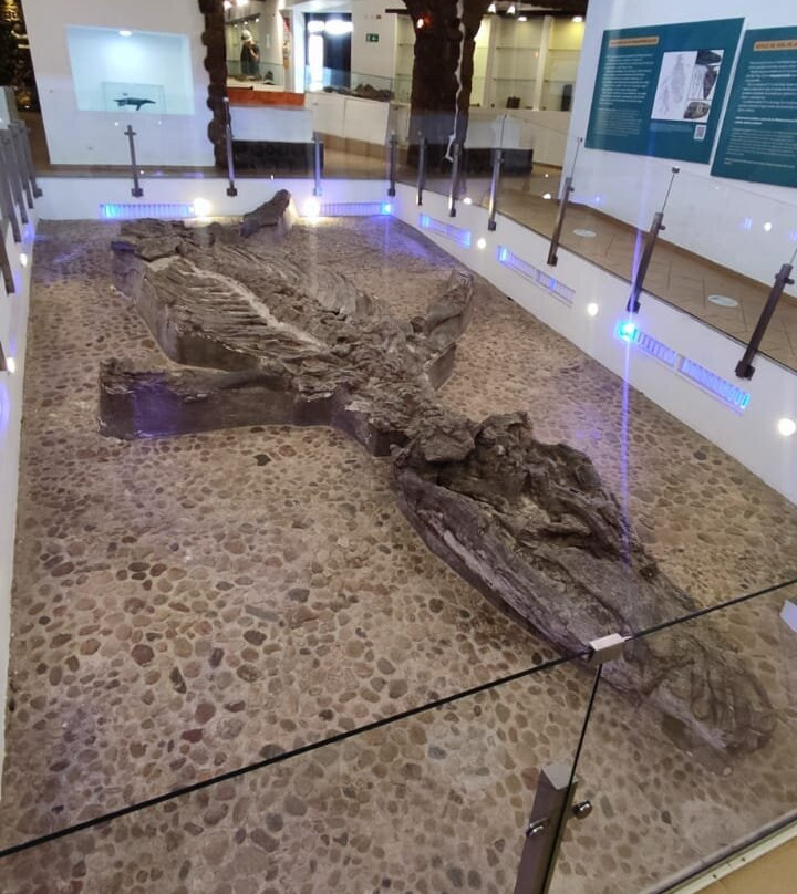 Museo El Fosil-莱瓦镇必去景点