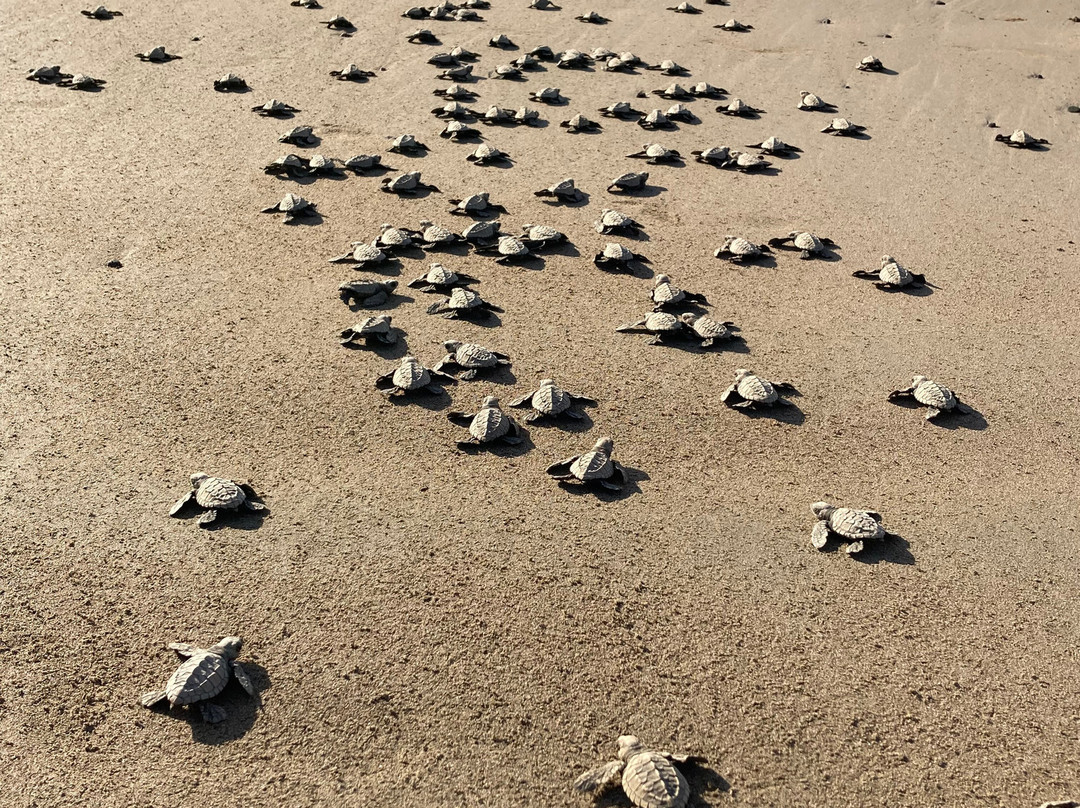 Save The Turtles Playa Venao-维纳欧海滩必去景点