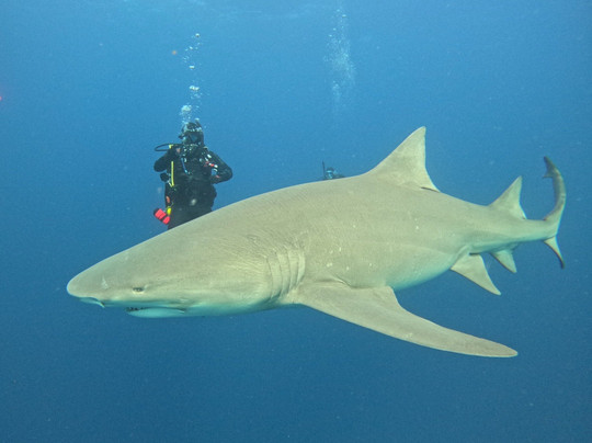 Jupiter Scuba-朱庇特必去景点