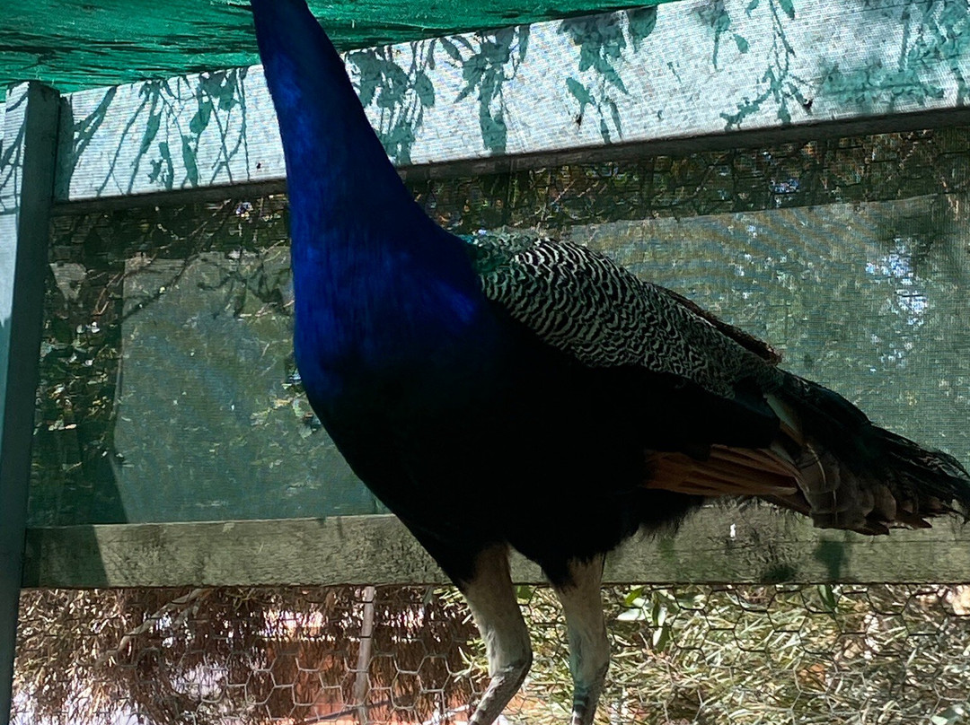 Goolwa Animal Farm-Goolwa必去景点