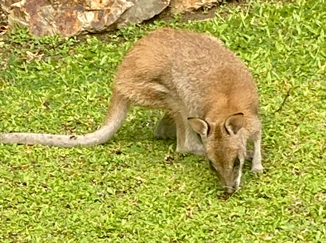 汉密尔顿岛码头-汉密尔顿岛必去景点