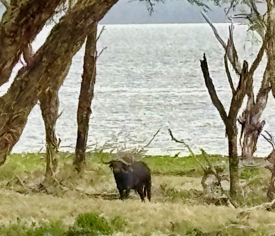 Crescent Island Game Park-奈瓦夏必去景点