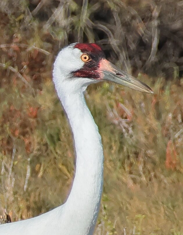Rockport Birding and Kayak Adventures-罗克波特必去景点