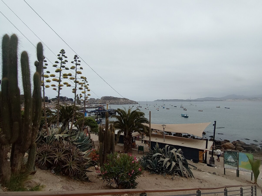 Playa de pichidangui-Pichidangui必去景点