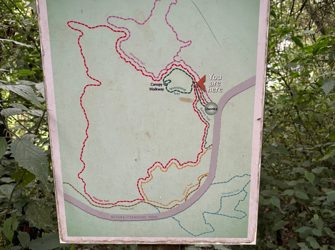 Nyungwe Canopy Walk-Butare必去景点