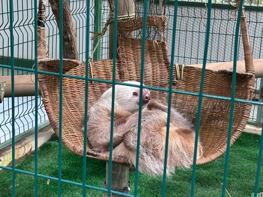 Sloth Sanctuary of Costa Rica景点图片