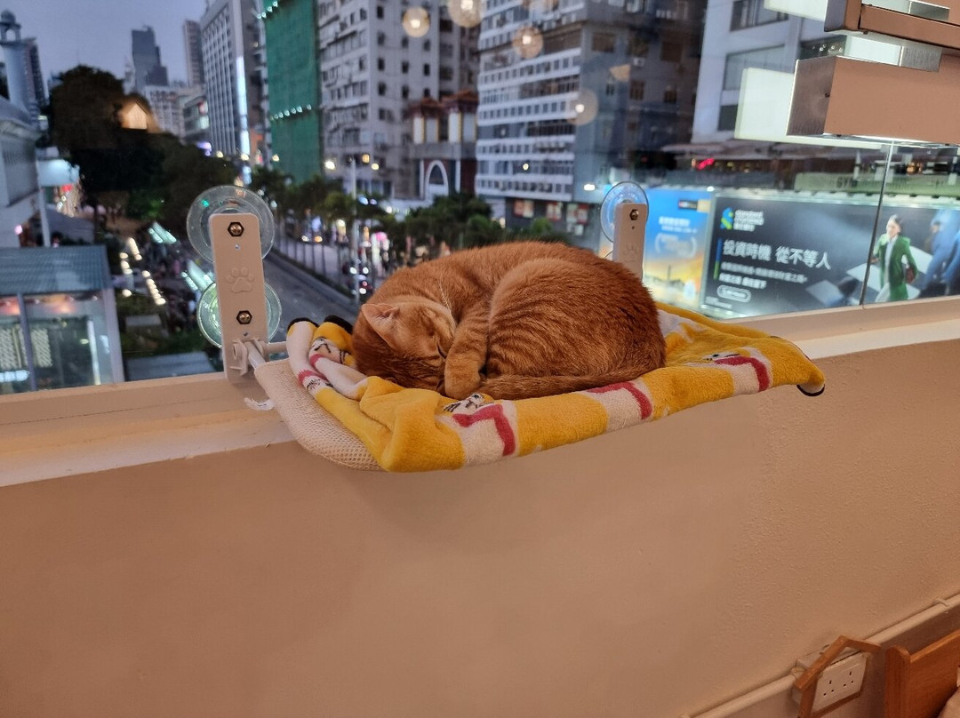 Cats Tea Room, Tsim Sha Tsui Store主图
