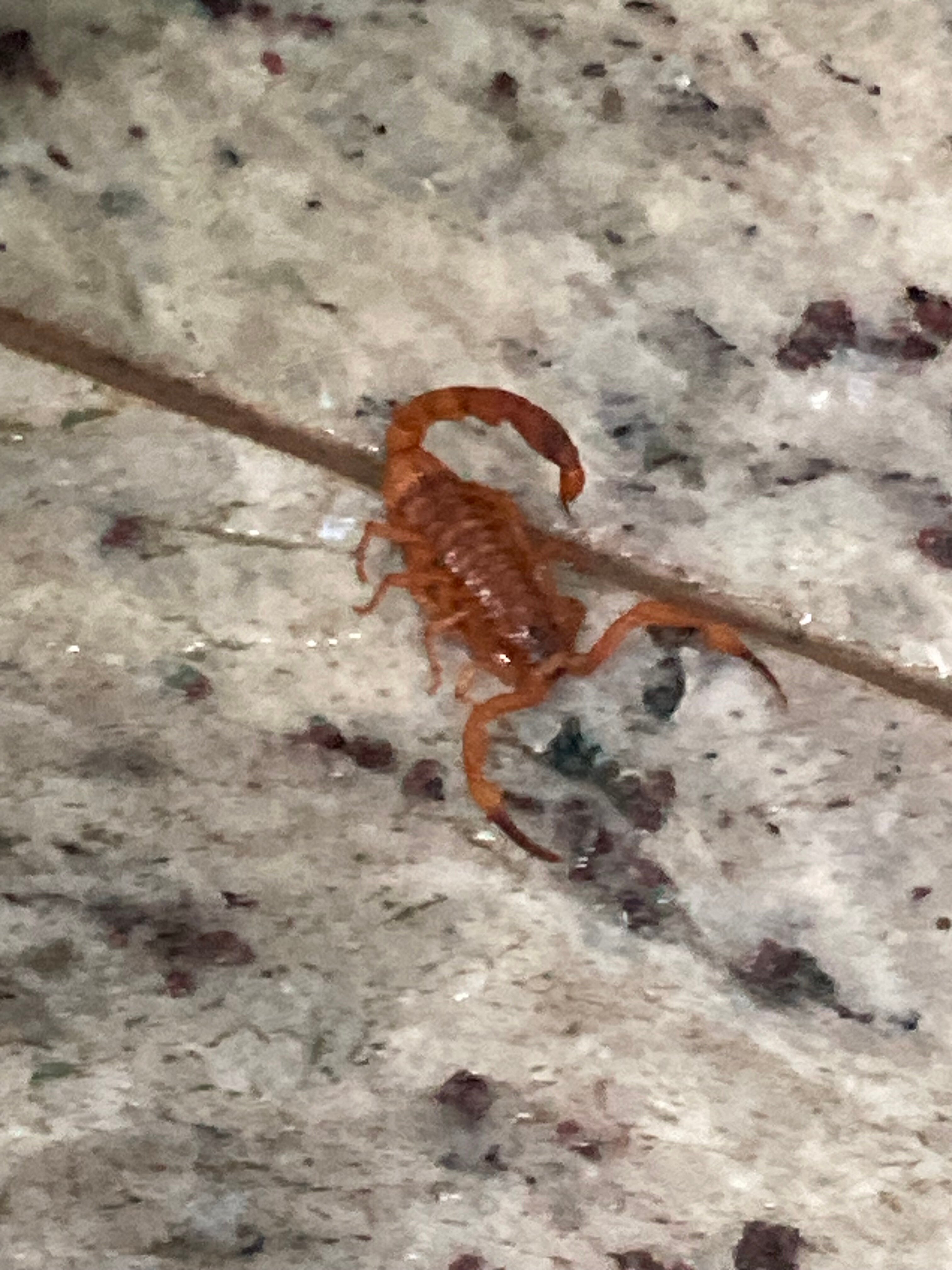 Hotel Golden Park Ribeirão Preto-浴室