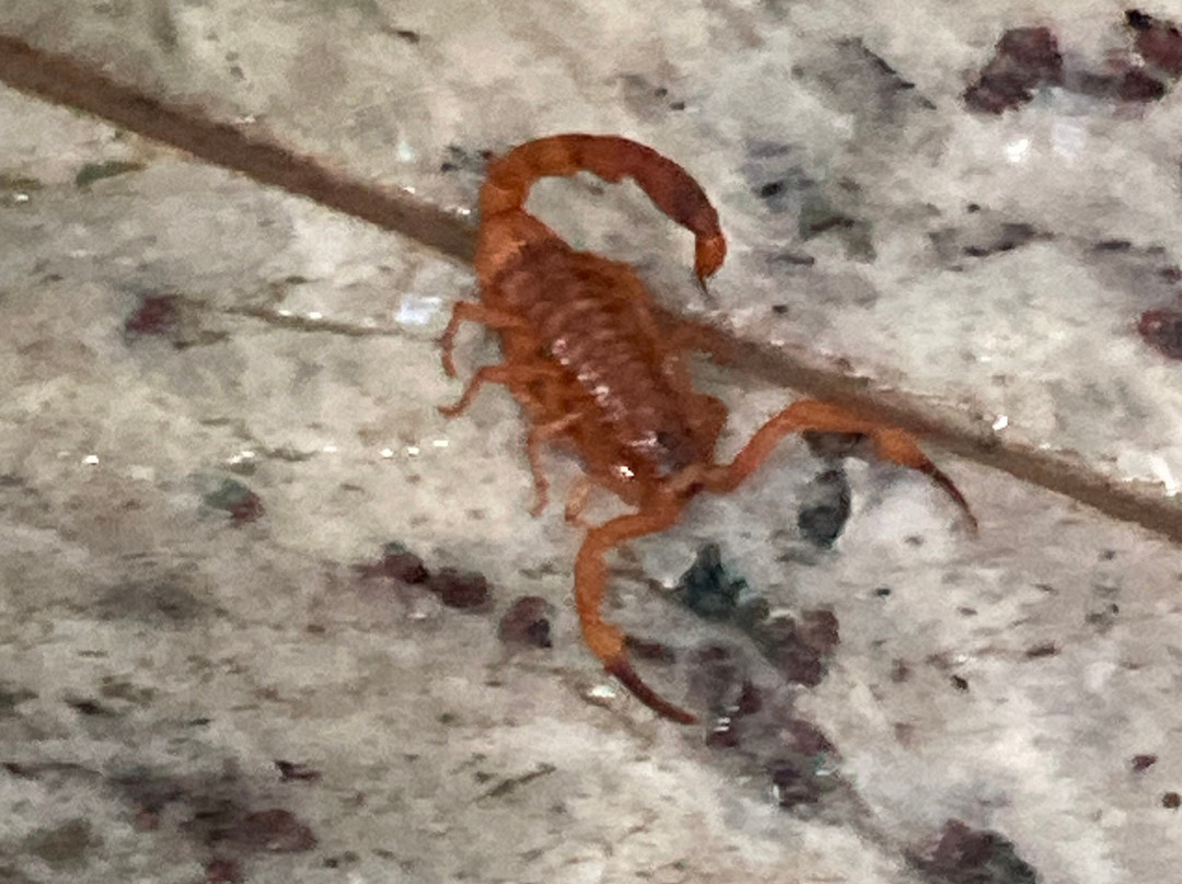 Hotel Golden Park Ribeirão Preto主图