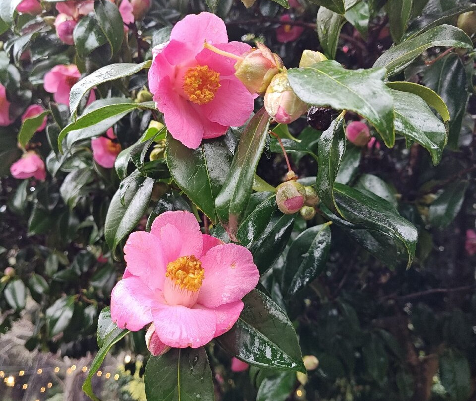 Dragonfly Farm & Nursery-Langlois必去景点