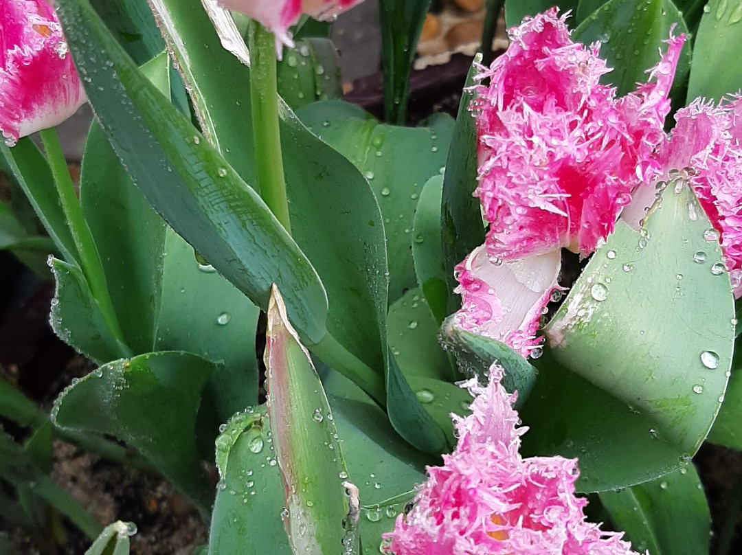 Bà Nà Hills-Hoa Phu必去景点