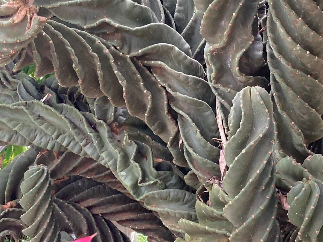 Pousada Garden das Flores
