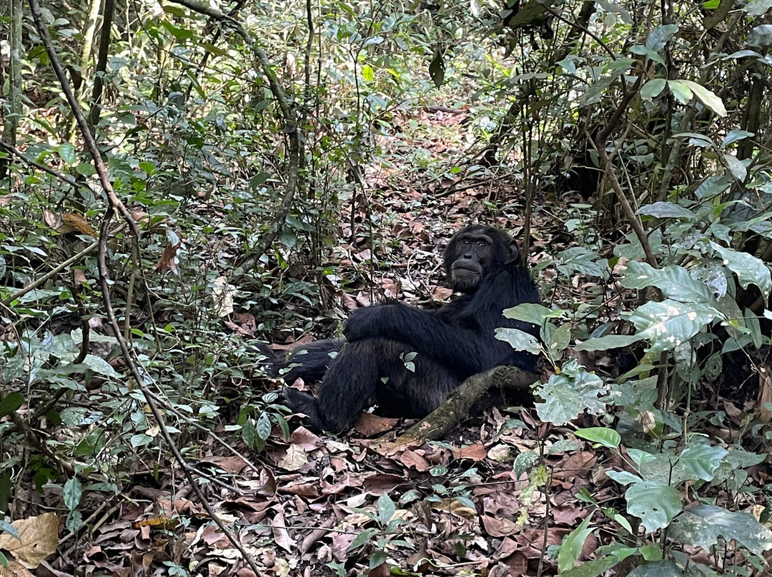 Mukisa Safaris-坎帕拉必去景点