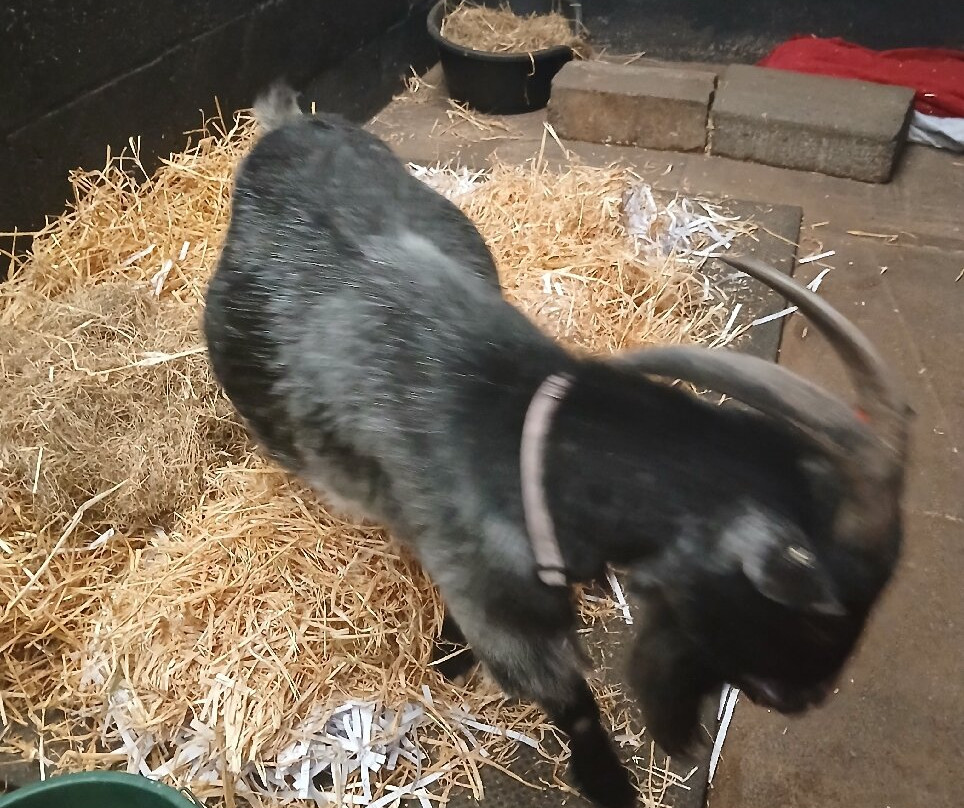 Bleakholt Animal Sanctuary景点图片