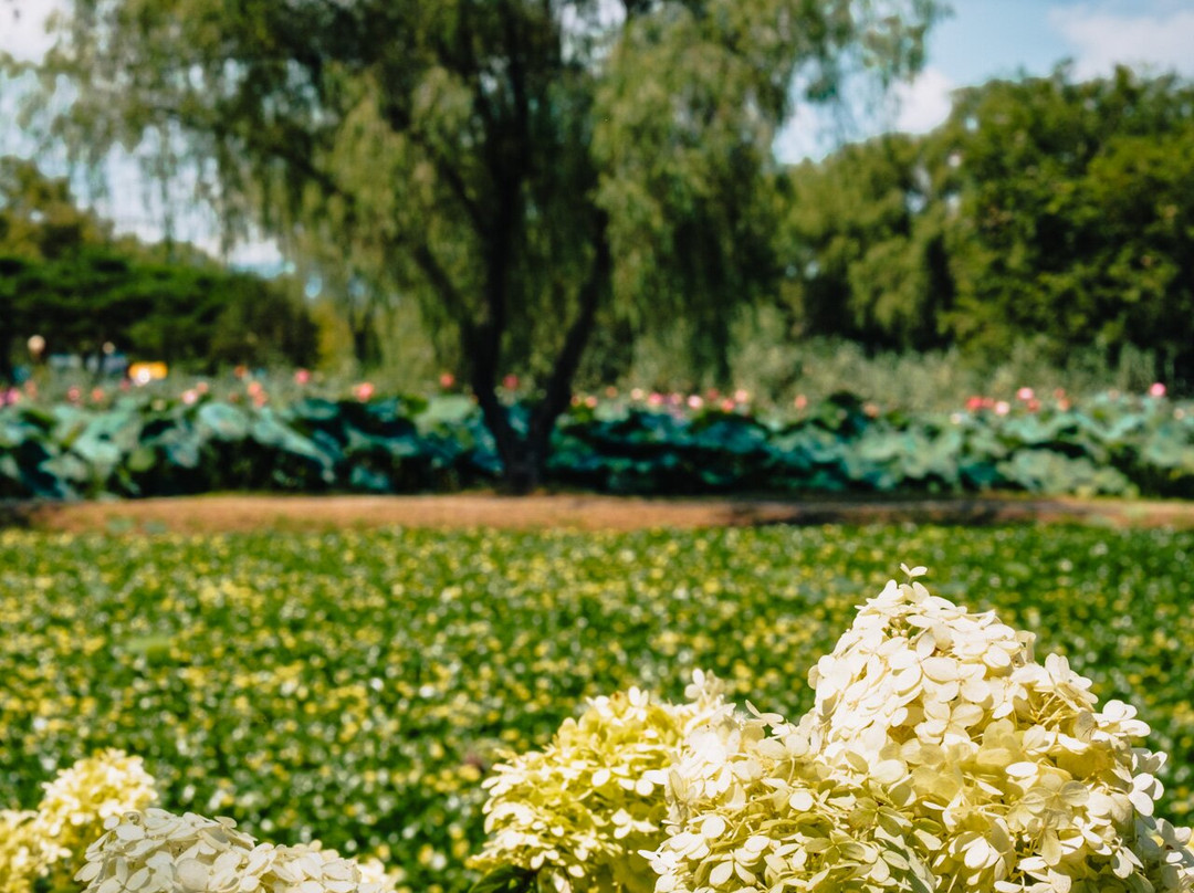 Seodong Park-扶余郡必去景点