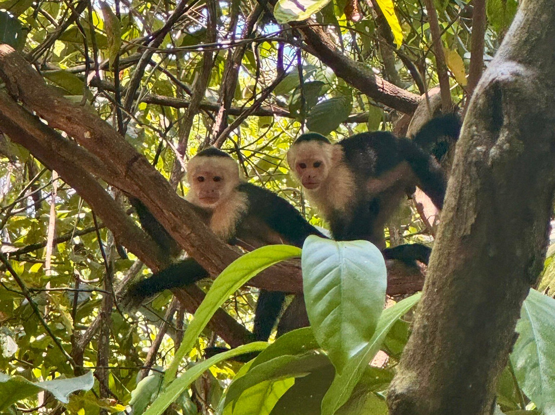 Rainforest Chronicles景点图片