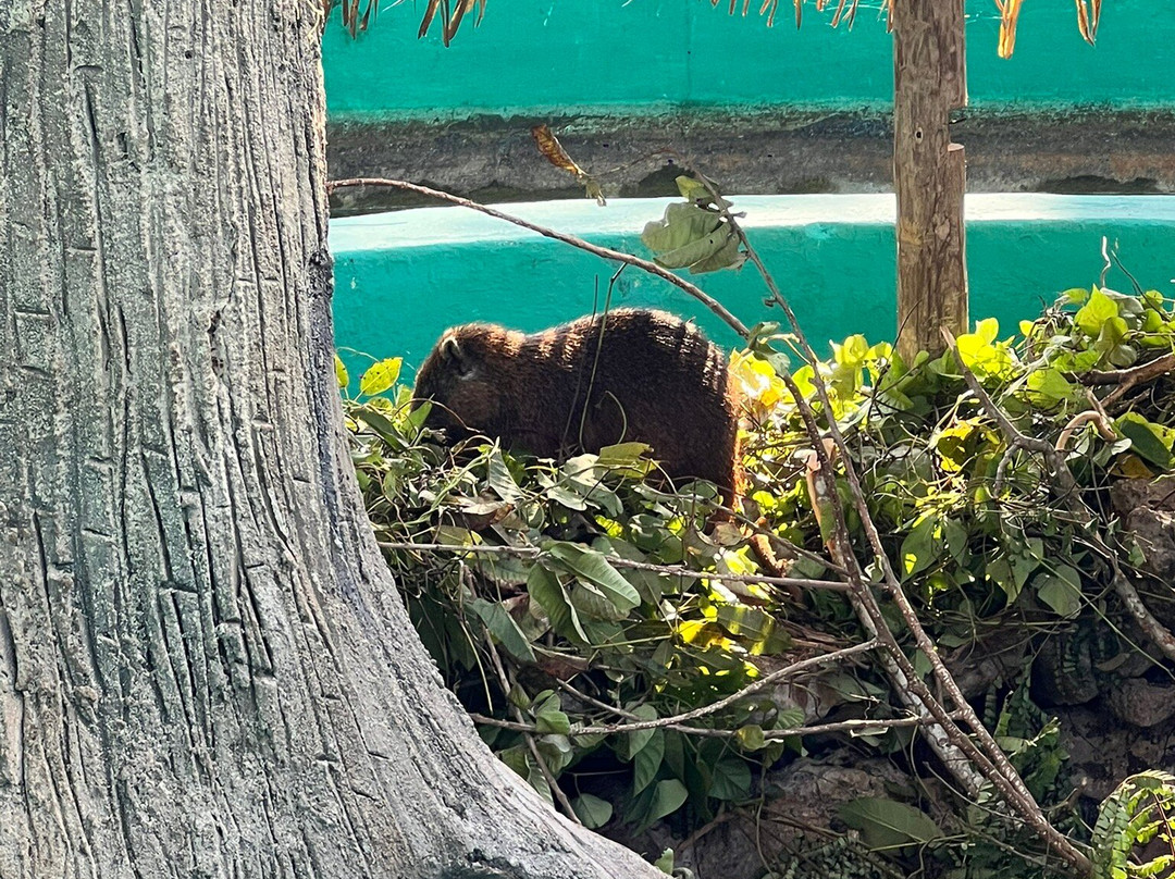 Criadero De Cocodrilos-Playa Larga必去景点